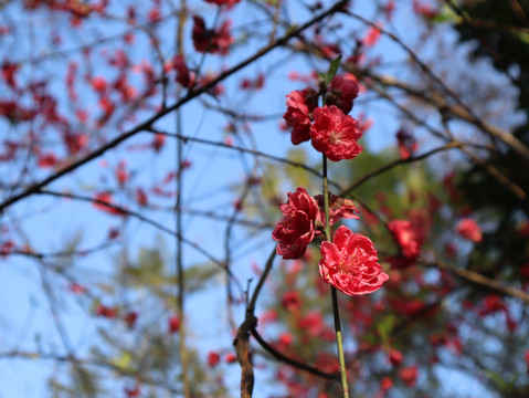 桃花