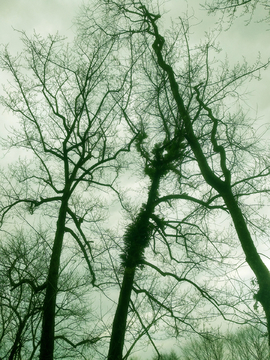 枯树枝天空