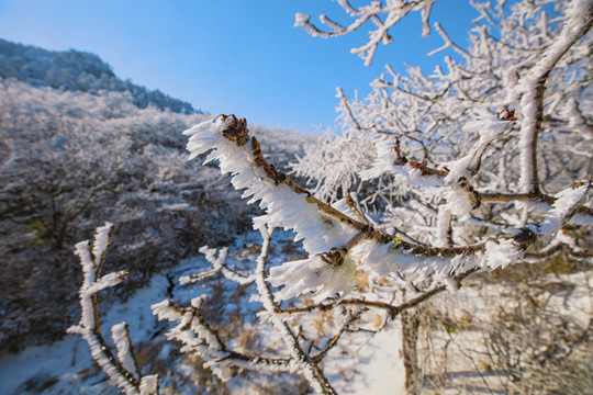 黄山