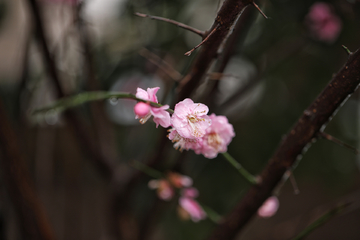 梅花