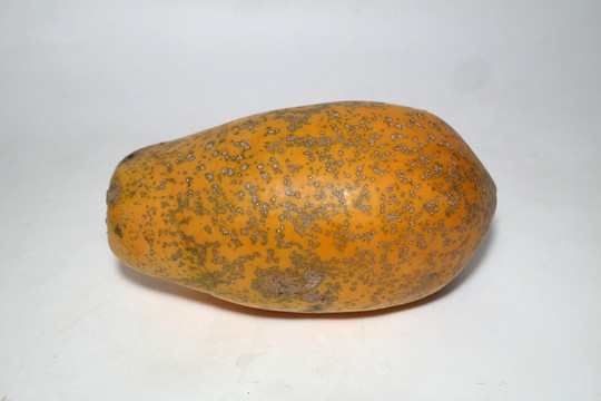 木瓜