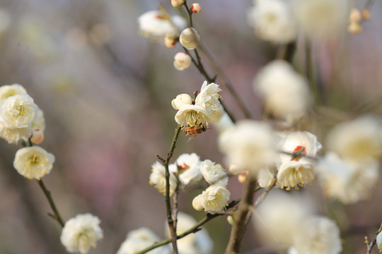 梅花