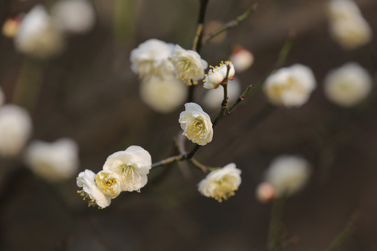 梅花