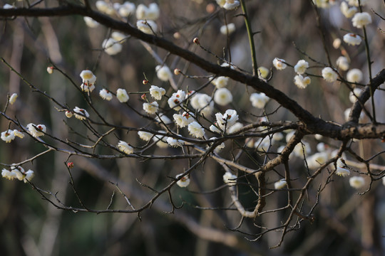 梅花