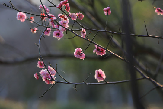 梅花