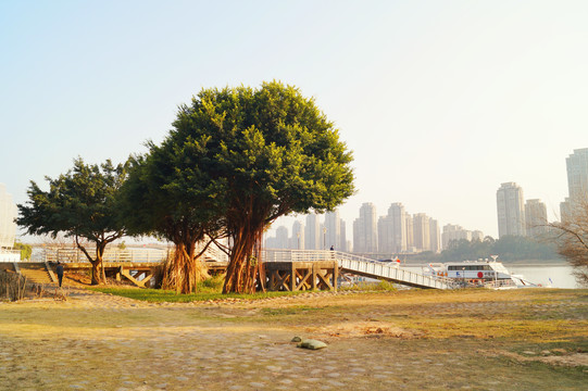 福州江滨的树
