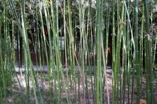 园林竹