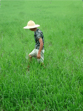 农民在稻田里扯水草