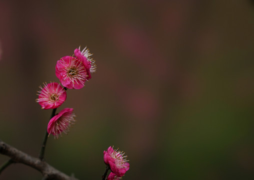 花卉