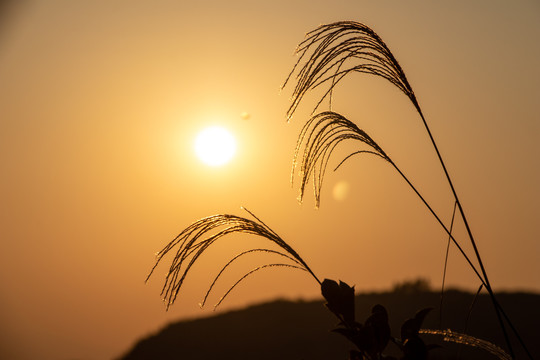 芦苇毛草夕阳