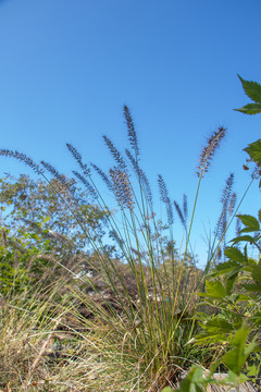 狗尾巴草