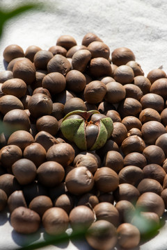 茶籽种子