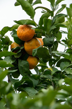橘子树橙子树