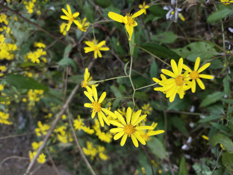 野菊花