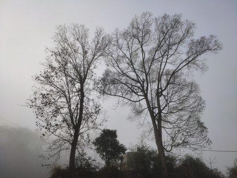 冬天旱晨的树木