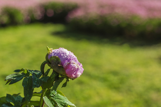 逆光牡丹花花蕾