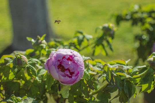 飞翔的蜜蜂与牡丹花