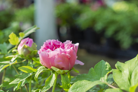 牡丹花与花蕾