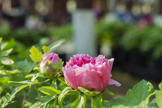 牡丹花与蜜蜂