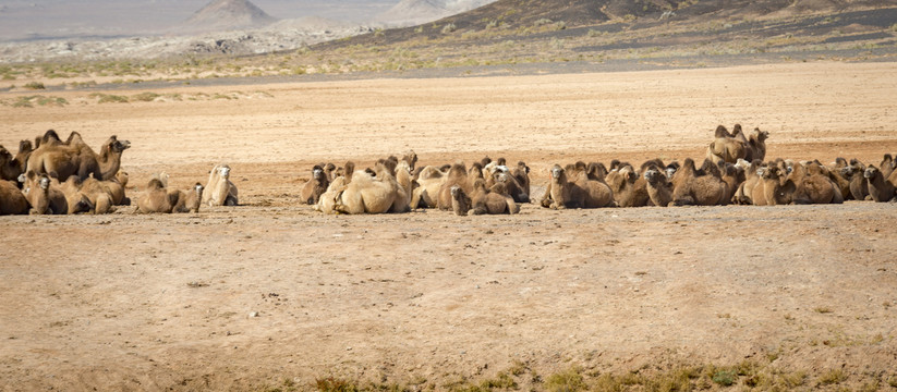沙漠骆驼群