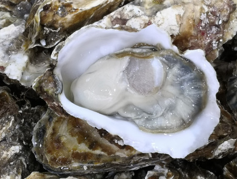 生蚝