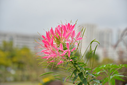 醉蝶花