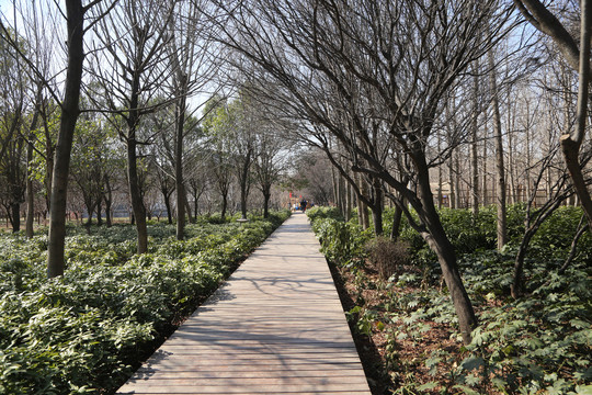 林荫步道