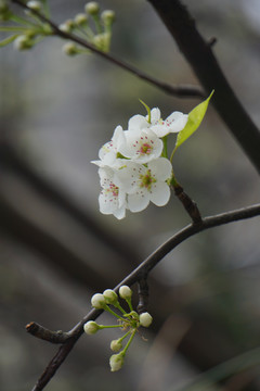 春天梨花树