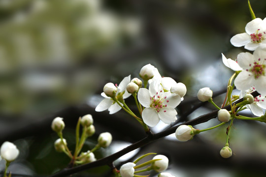 春季季节花瓣