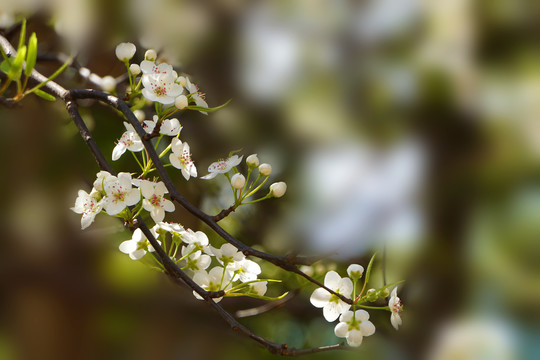 一树梨花