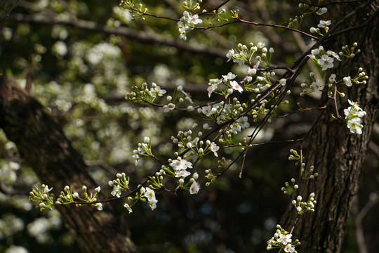 春天梨花树