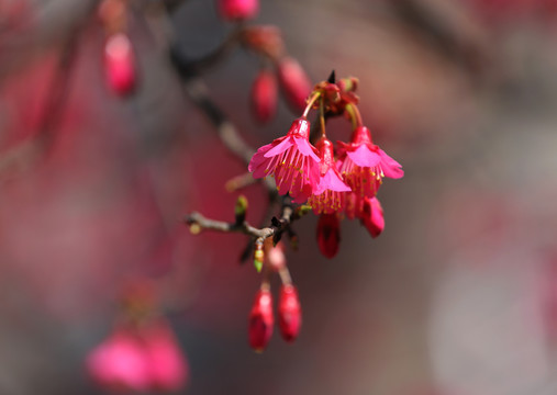 山樱花