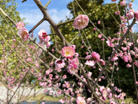 桃花