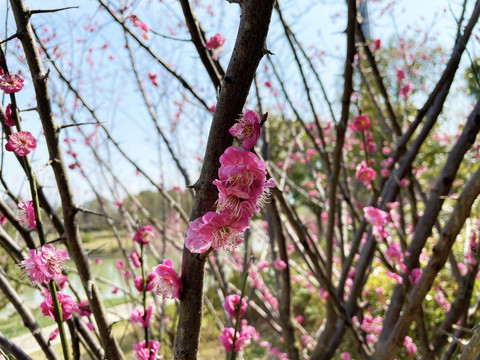 桃花特写