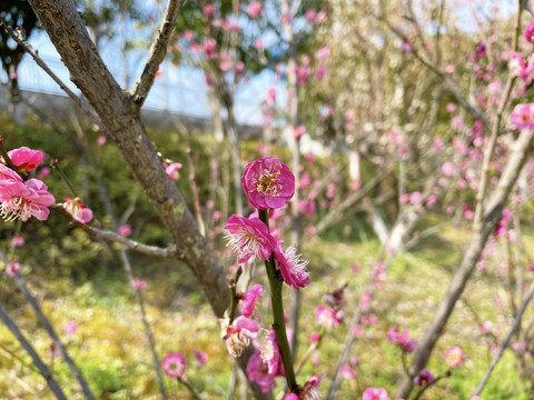 桃花特写