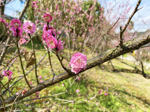 桃花特写
