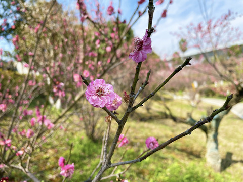 桃花特写