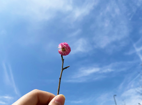 桃花特写