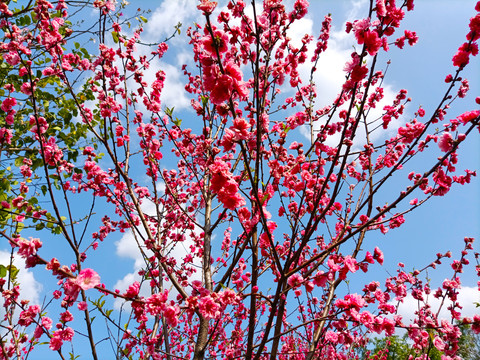 桃花灼灼