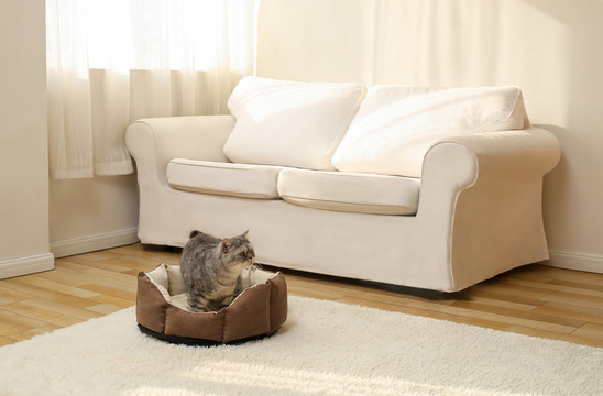 居家沙发客厅猫窝上的猫