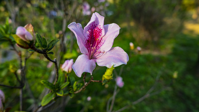 早春盛开的鲜花