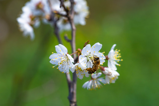 樱花