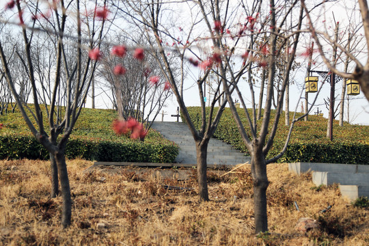 春芽