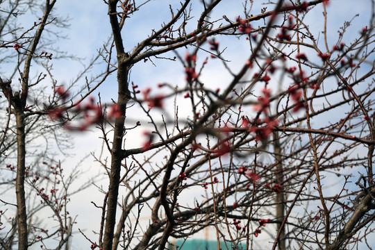 春芽