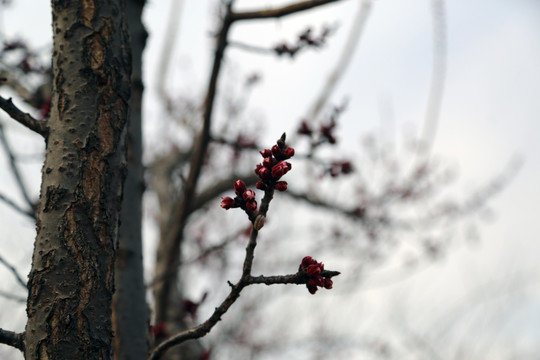 桃树发芽
