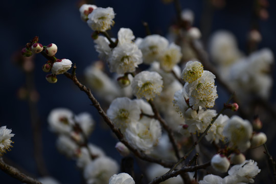 青梅花