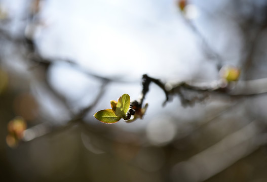 春芽萌动雨水至