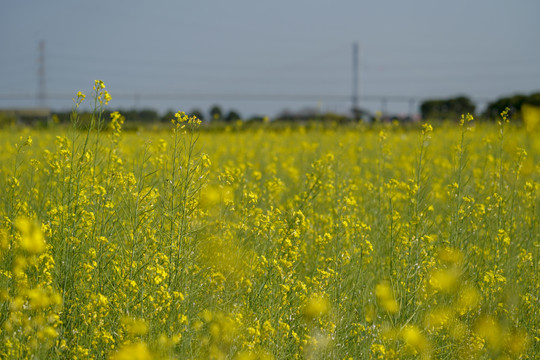 油菜花田