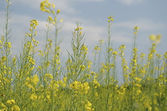 油菜花