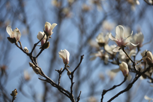 白玉兰花